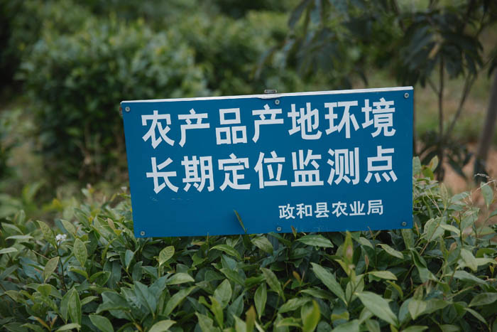 臻贵人•白毫银针/K•风范