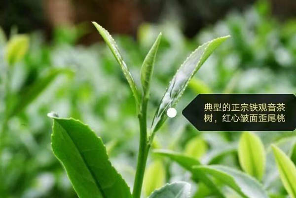 臻贵人•铁观音/K•魅力